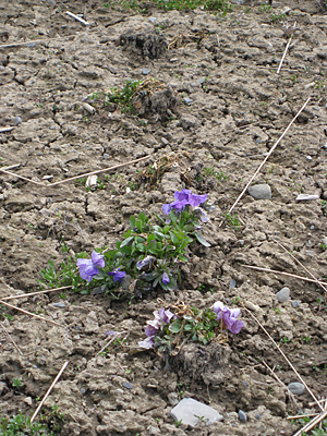 pansy unmulched